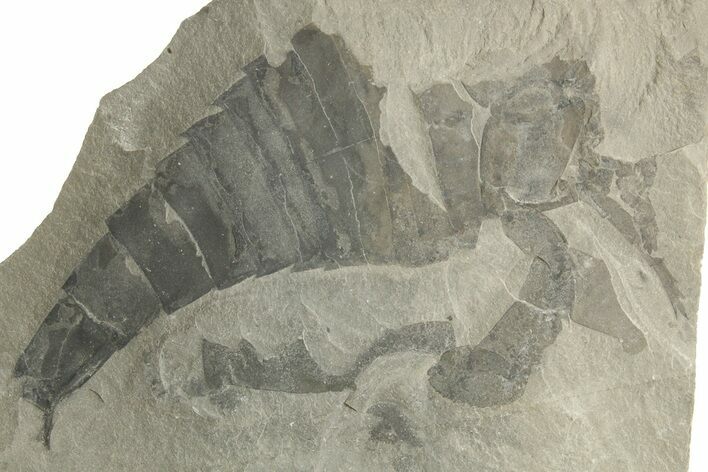 Bargain, Eurypterus (Sea Scorpion) Fossil - New York #369345
